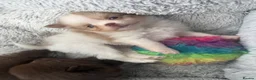 Pomchi dogs for sale: Pomchi boys and girls - Advert 2