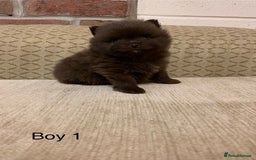 Pomeranian dogs for sale: Chocolate Pomeranian boys - Image 4