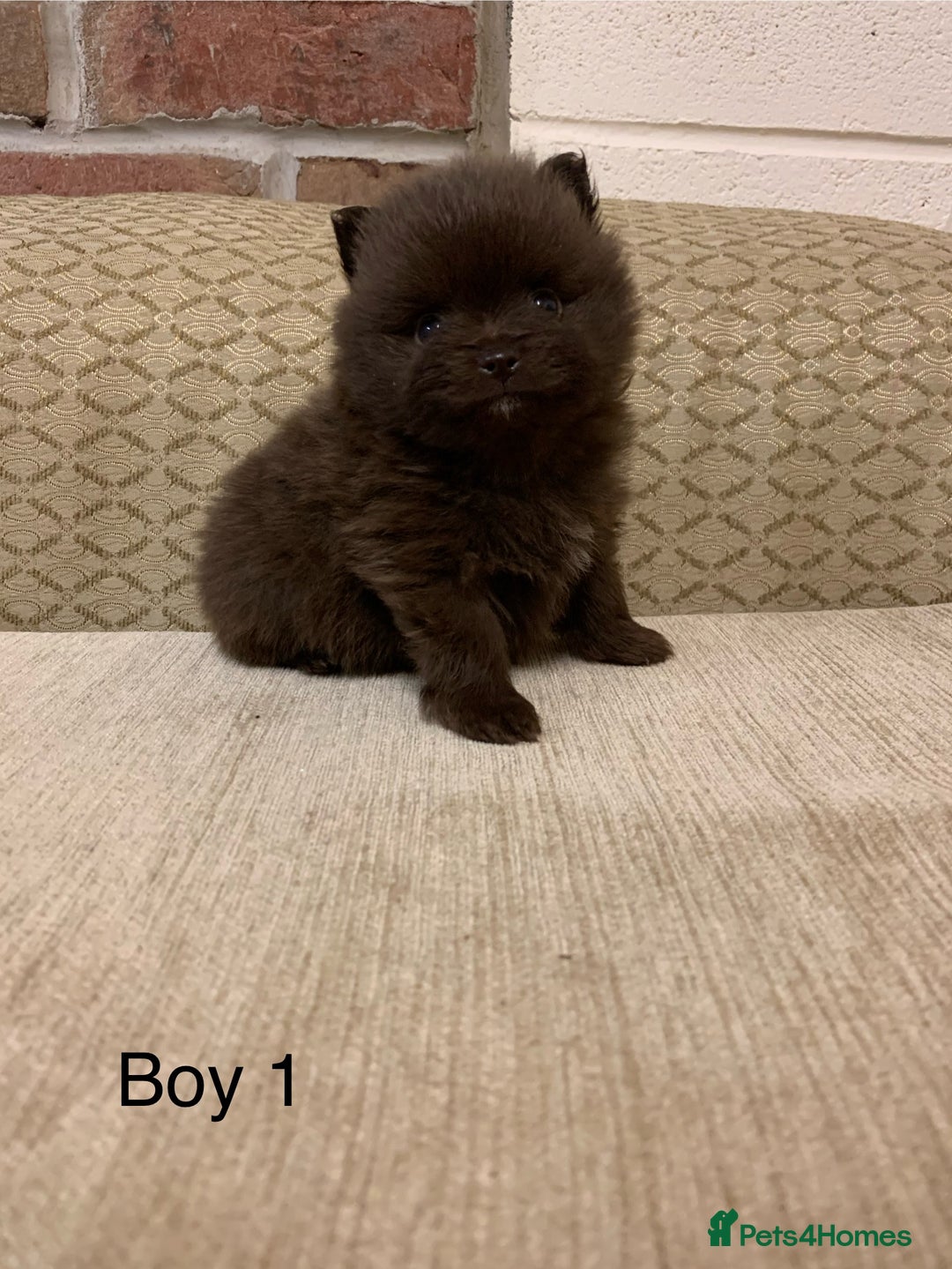 Pomeranian dogs for sale: Chocolate Pomeranian boys - Image 4