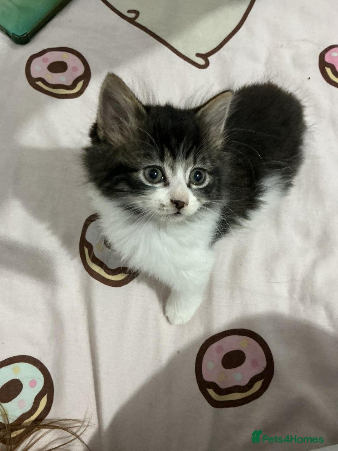 Mixed Breed cats for sale: Kittens  - Advert 3