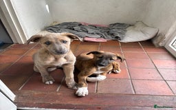 Lurcher dogs for sale: Beautiful lurcher puppies - Image 1