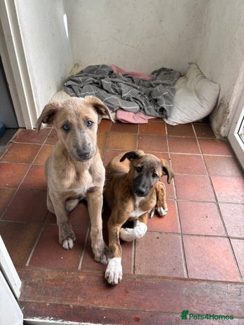 Shepherd Breed Saluki German Shepherd Cross Lurcher Puppies For