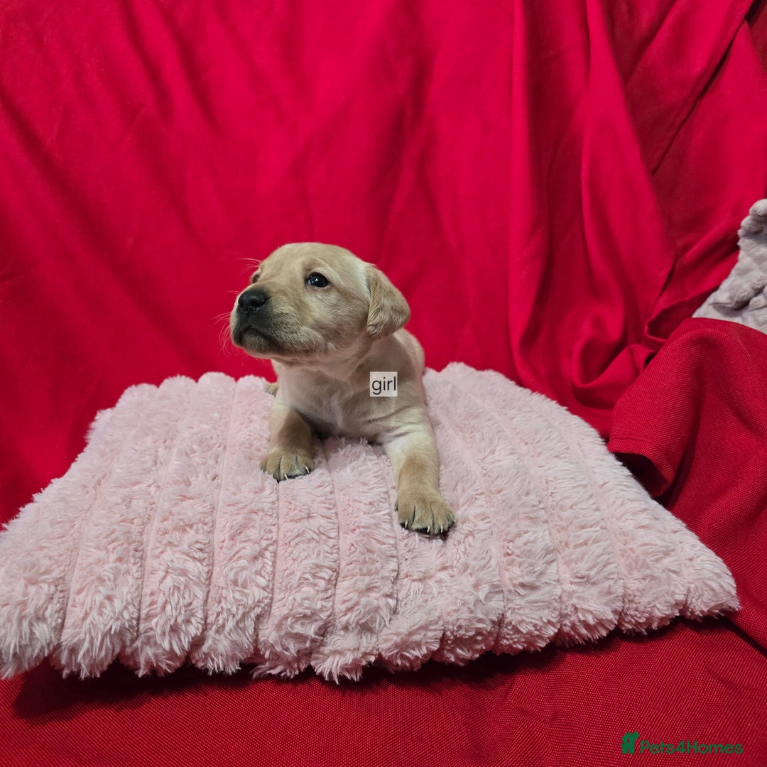 Labrador Retriever dogs for sale: Labrador retriever puppies - Advert 7