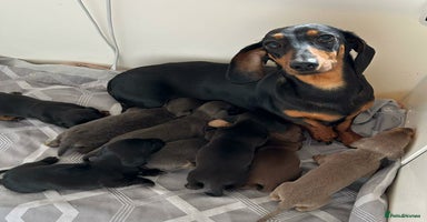 Miniature Dachshund dogs - Advert 15