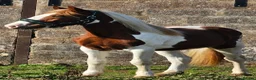 Paint horses for sale: ❤️ Goonie-cracking red and white cob gelding ❤️ in Tiverton - Advert 5