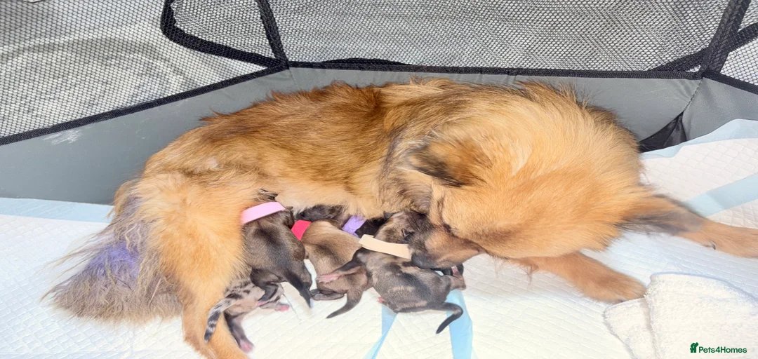 Gallery Image {{count}}