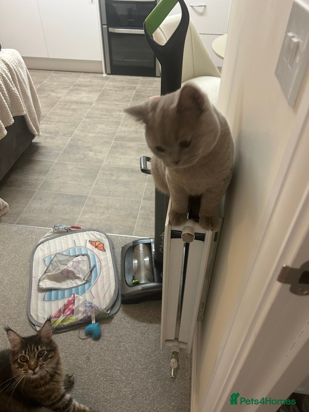 Maine Coon cats for sale: Maine Coone rehoming - Advert 6