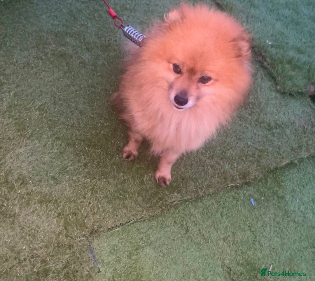 Pomeranian dogs for stud: Pomeranian stud - Advert 3