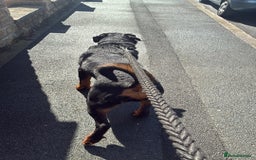 Rottweiler dogs for sale: Meet Darren Our Beautiful Male Rottweiler Puppy - Image 3
