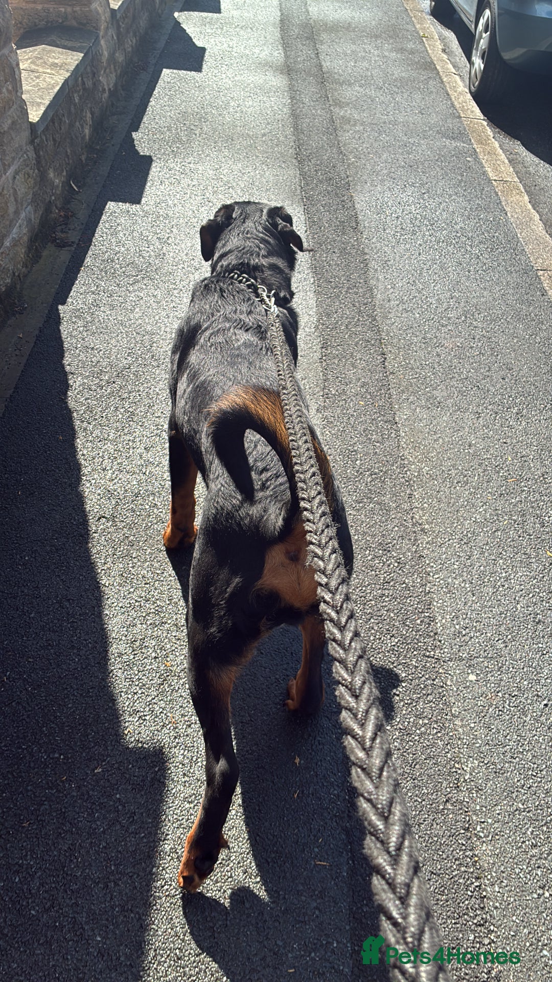 Rottweiler dogs for sale: Meet Darren Our Beautiful Male Rottweiler Puppy - Image 3