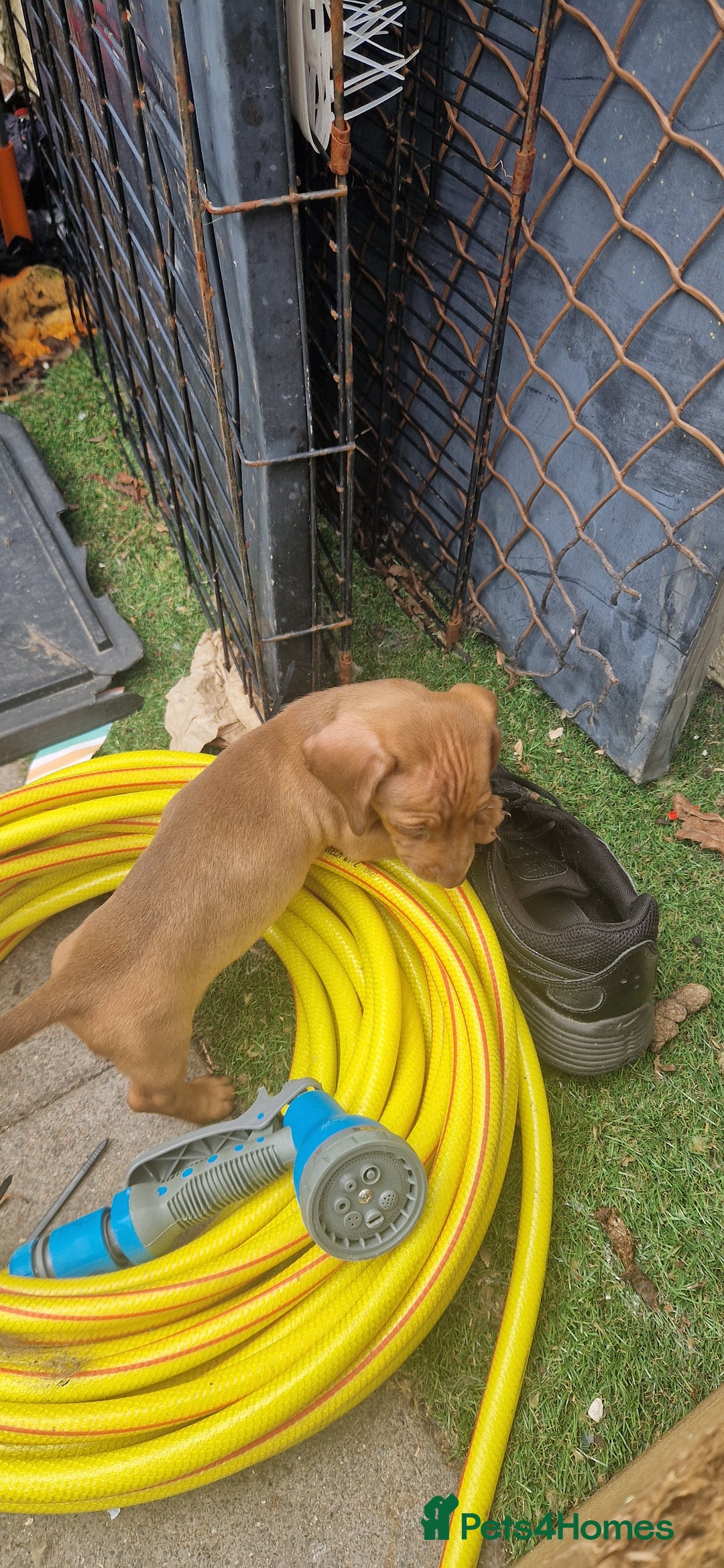 Miniature Dachshund dogs for sale: Chocolate & Red Mini Daxies - Image 19