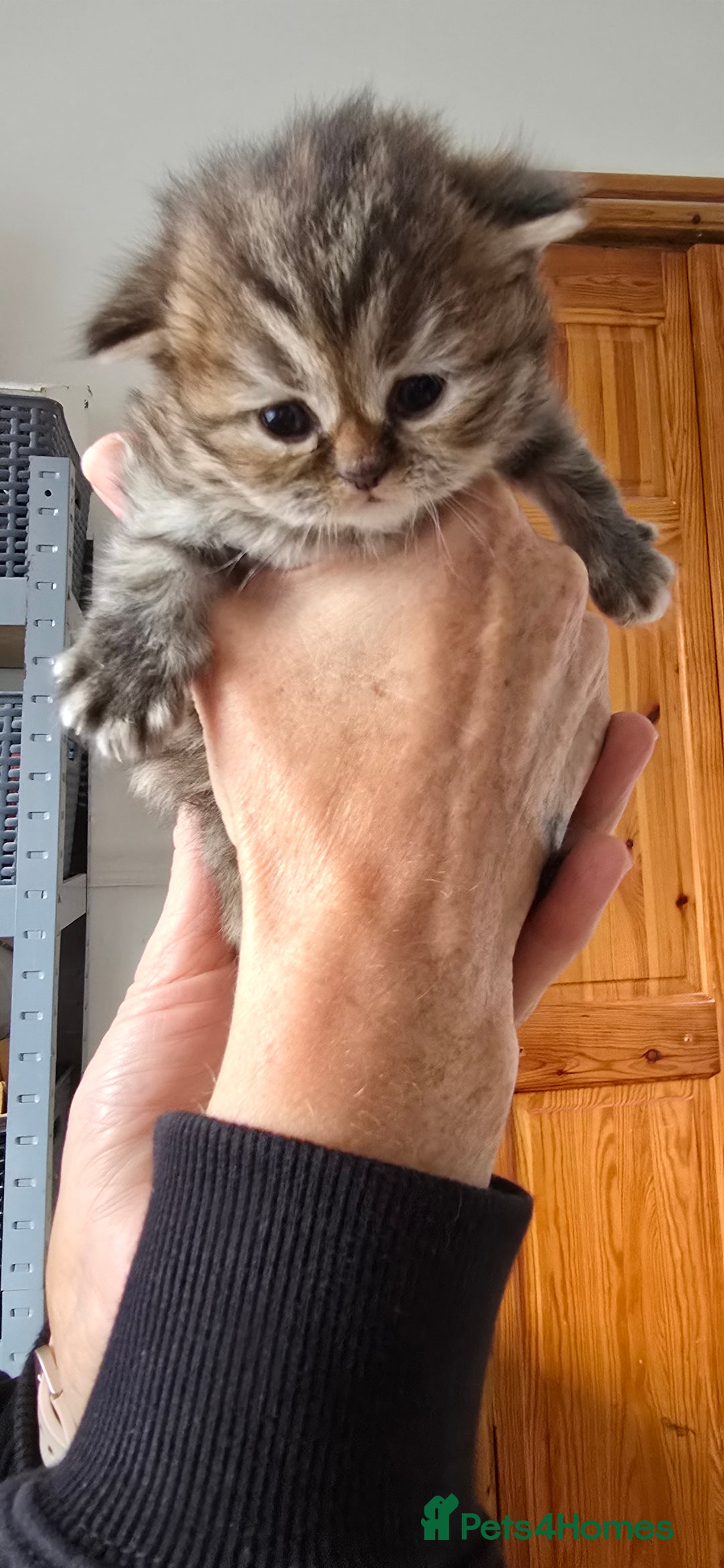 British Longhair cats for sale: 💙🩷 stunning British longhair 💙🩷 - Image 6