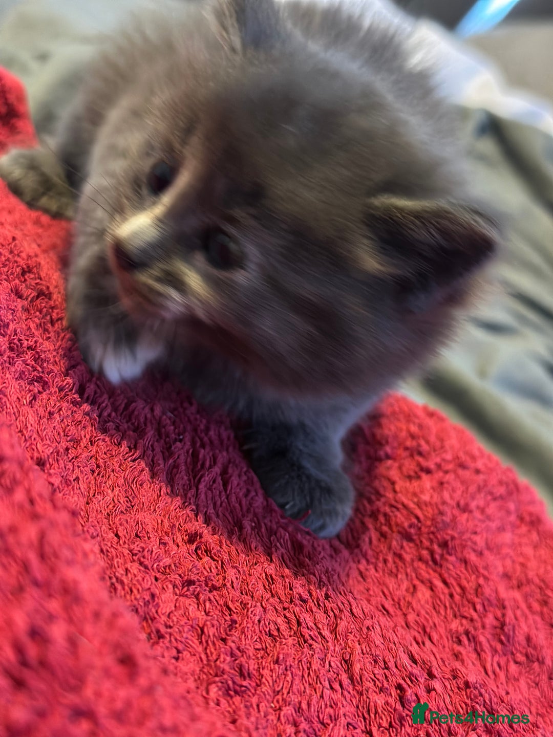 Mixed Breed cats for sale: Beautiful kittens  - Image 7