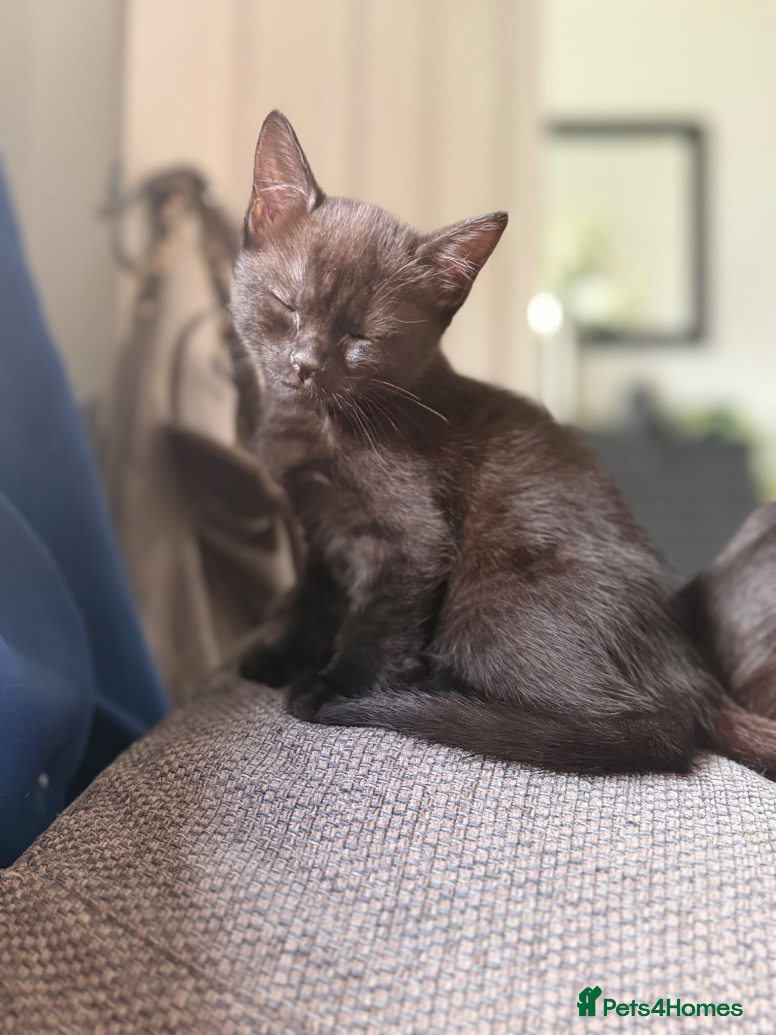 Mixed Breed cats for sale: Stunning black kittens  - Advert 5