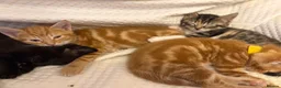 Mixed Breed cats for sale: Mixed Litters  - Advert 3
