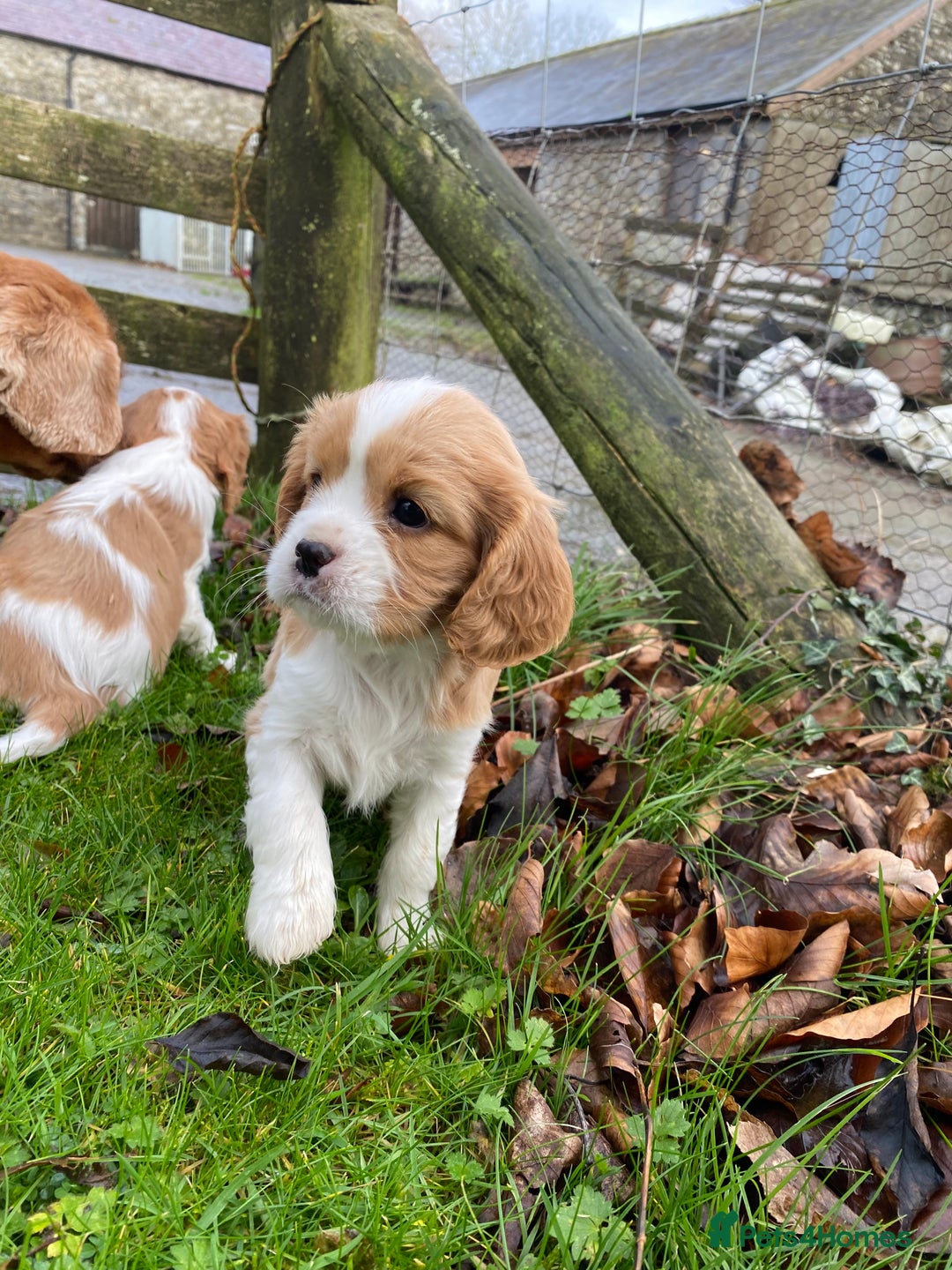 Cavalier King Charles Spaniel dogs for sale: 🐶🐶 Beautiful Cavalier King Charles Spaniel pupps - Advert 13