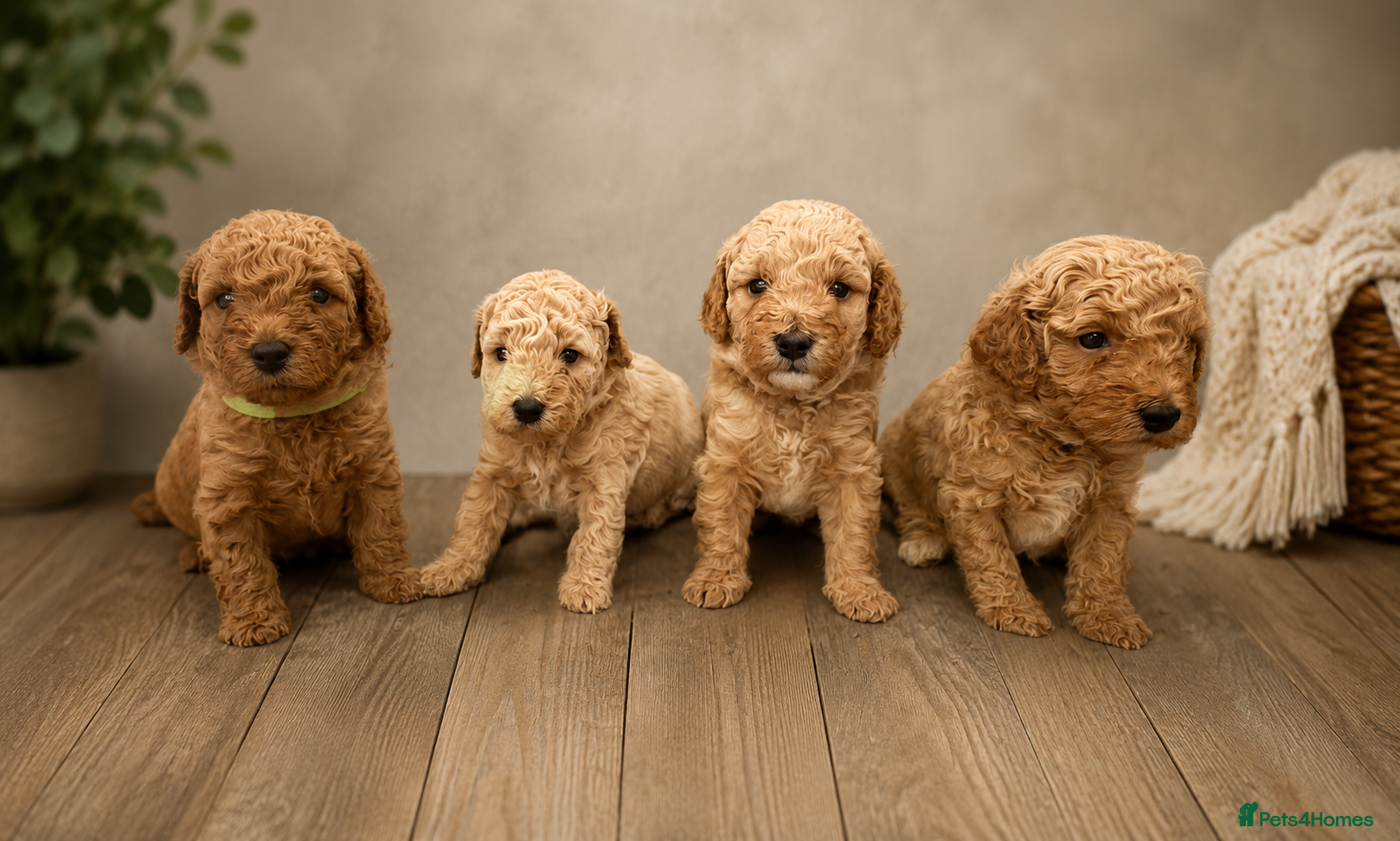 Cavapoo dogs FB1 CAVAPOO PUPPIES  - Advert 1