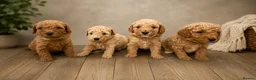 Cavapoo dogs for sale: FB1 CAVAPOO 3 BOYS LEFT🐶  - Advert 2