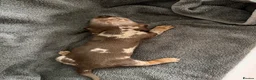 Dachshund dogs for sale: 7 Puppies Available  - Advert 6