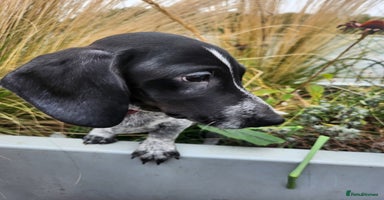 Dachshund dogs - Advert 4