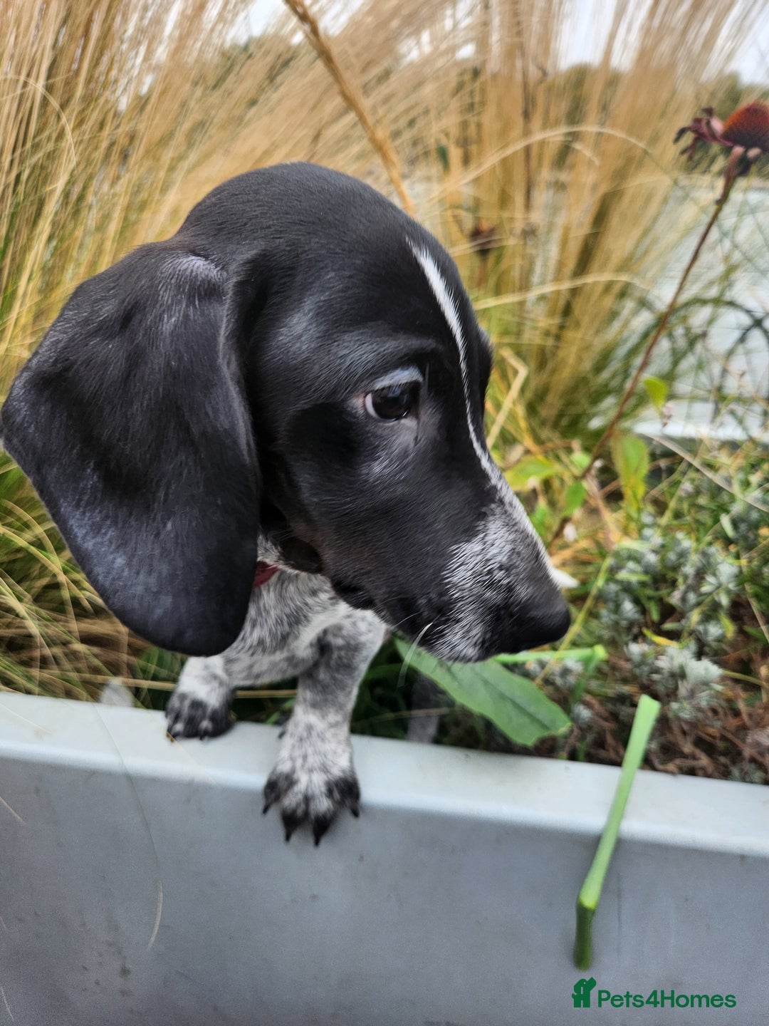 Dachshund dogs for sale:  **  sale of rear Dachshund Puppies  - Advert 7