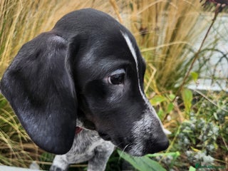 Dachshund dogs - Advert 32