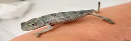 Chameleon reptiles for sale: Blue Ambanja Panther Chameleons  - Advert 4