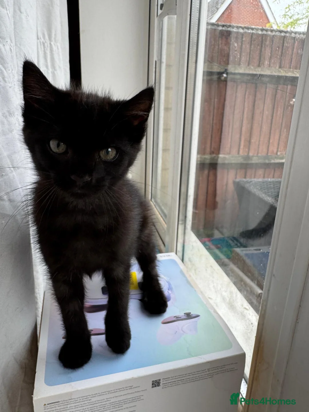 British Shorthair cats for sale: 2 beautiful black kittens  - Advert 2