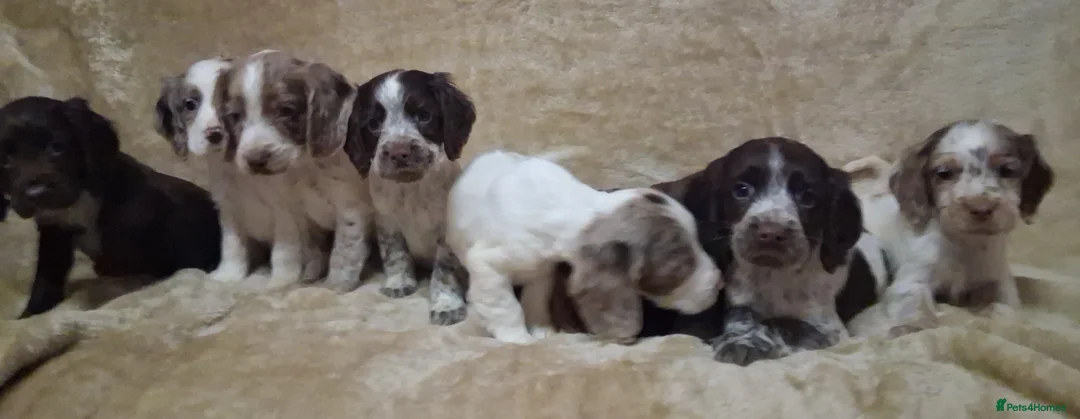 Cocker Spaniel dogs for sale: Cocker spaniel puppies - Advert 20