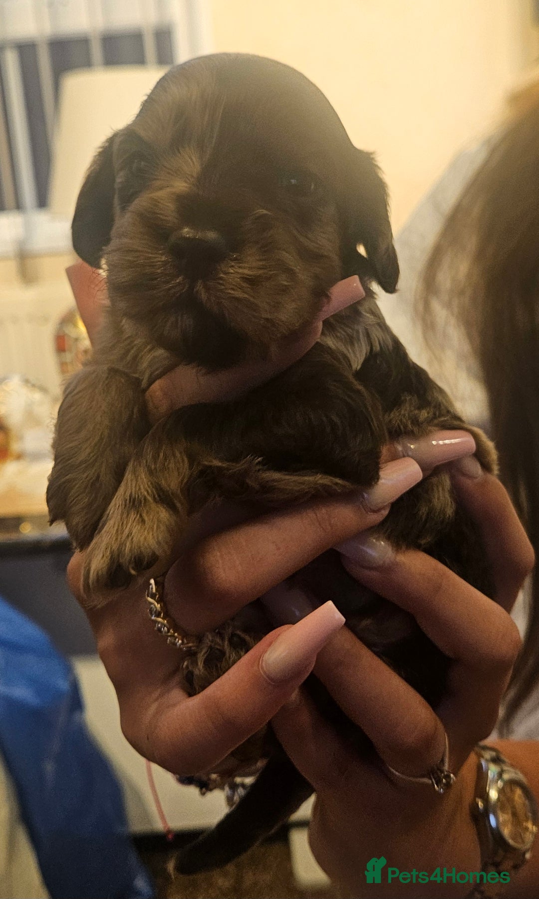 Cockapoo dogs for sale: Beautiful/healthy F1 cockapoo’s.3 girls🩷3 boys🩵 - Image 8