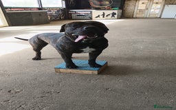 Presa Canario dogs for stud: Perro de Presa Canario for stud  - Image 3