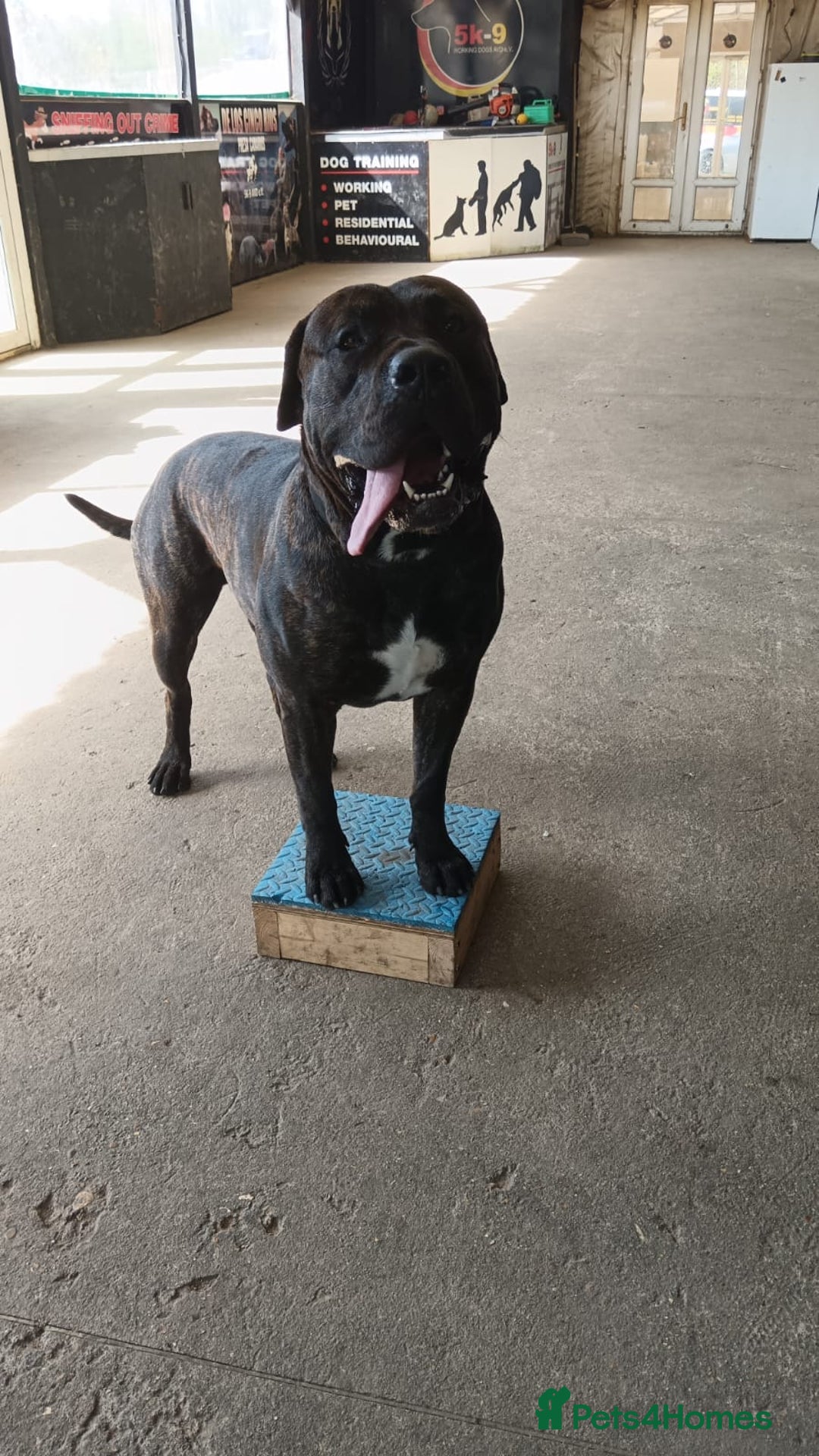 Presa Canario dogs for stud: Perro de Presa Canario for stud  - Image 3