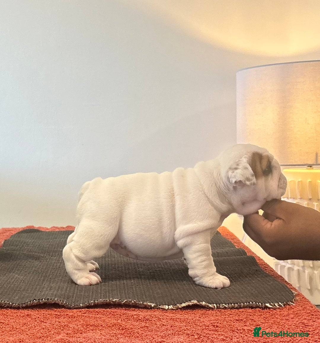 English Bulldog dogs for sale: Kc reg Show quality puppies available  - Image 3