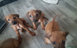 Rhodesian Ridgeback dogs for sale: 🦁KC RHODESIAN RIDGEBACKS PUPPIES🦁  - Image 15