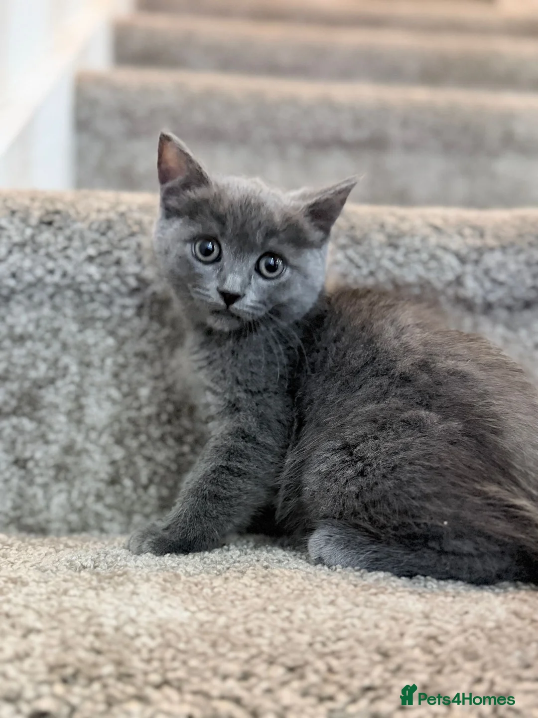 Persian cats for sale: British short hair - Advert 1