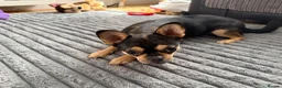 Mixed Breed dogs for sale: Dottie 10 months  - Advert 4
