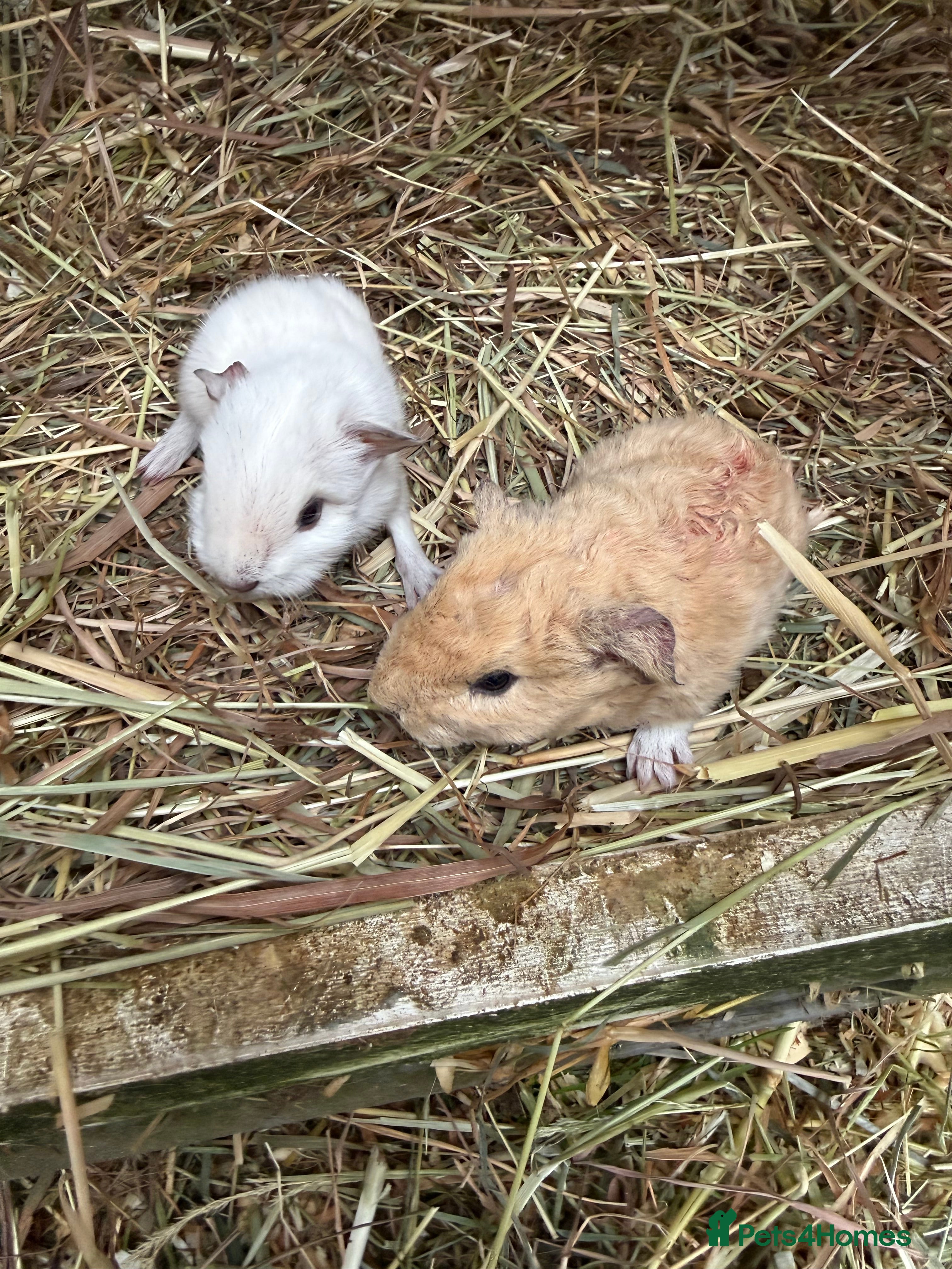 Guinea Pig rodents Baby guinea pigs  - Advert 2