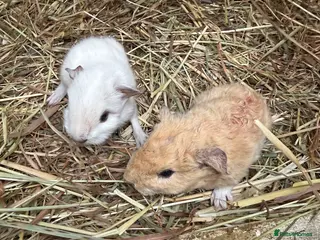 Guinea Pig rodents Baby guinea pigs - Advert 10