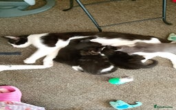 Mixed Breed cats for sale: 4 kittens  - Image 4