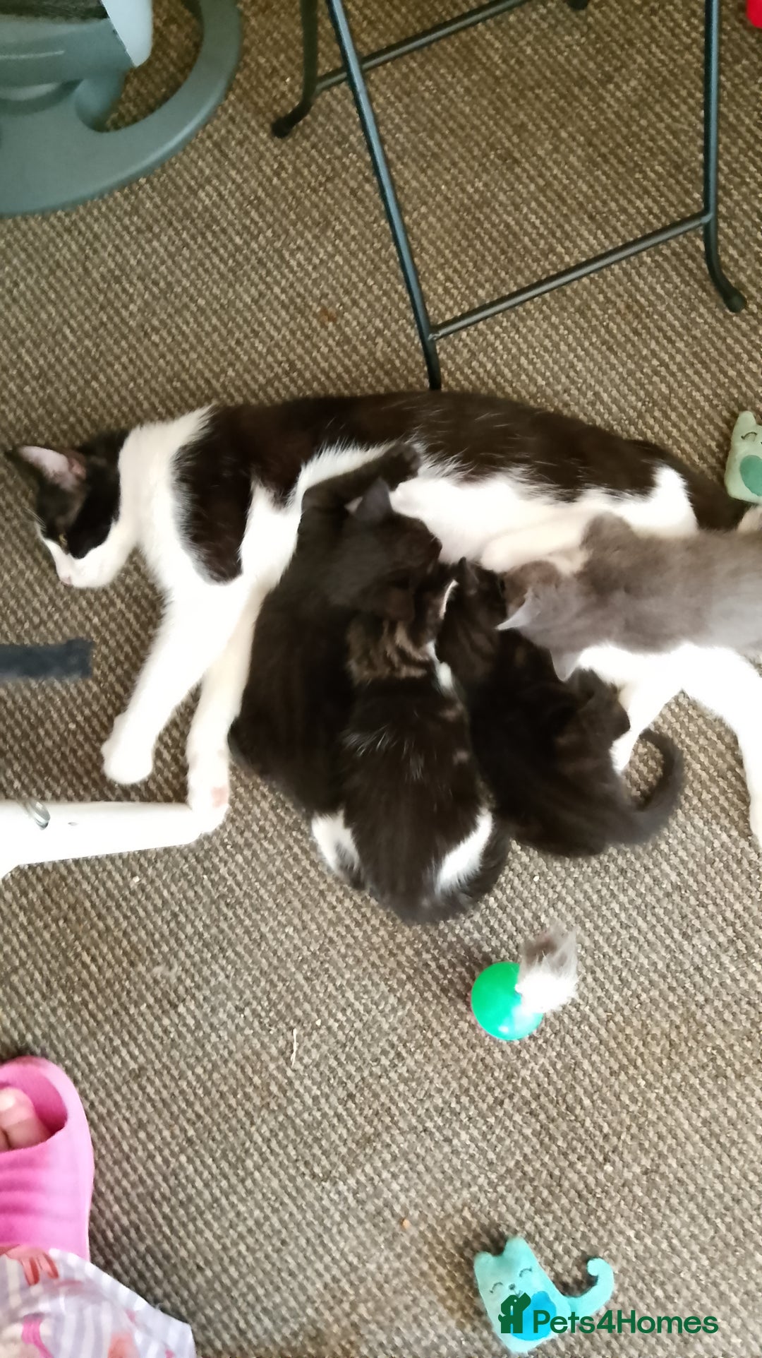 Mixed Breed cats for sale: 4 kittens  - Image 4