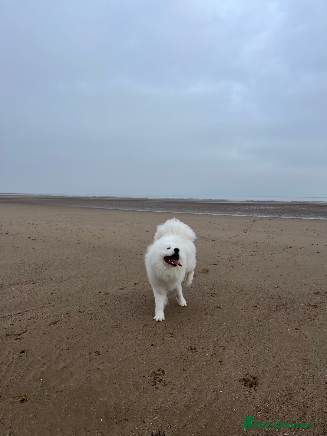 Samoyed dogs for sale: Samoyed - male - neutered  - Advert 8