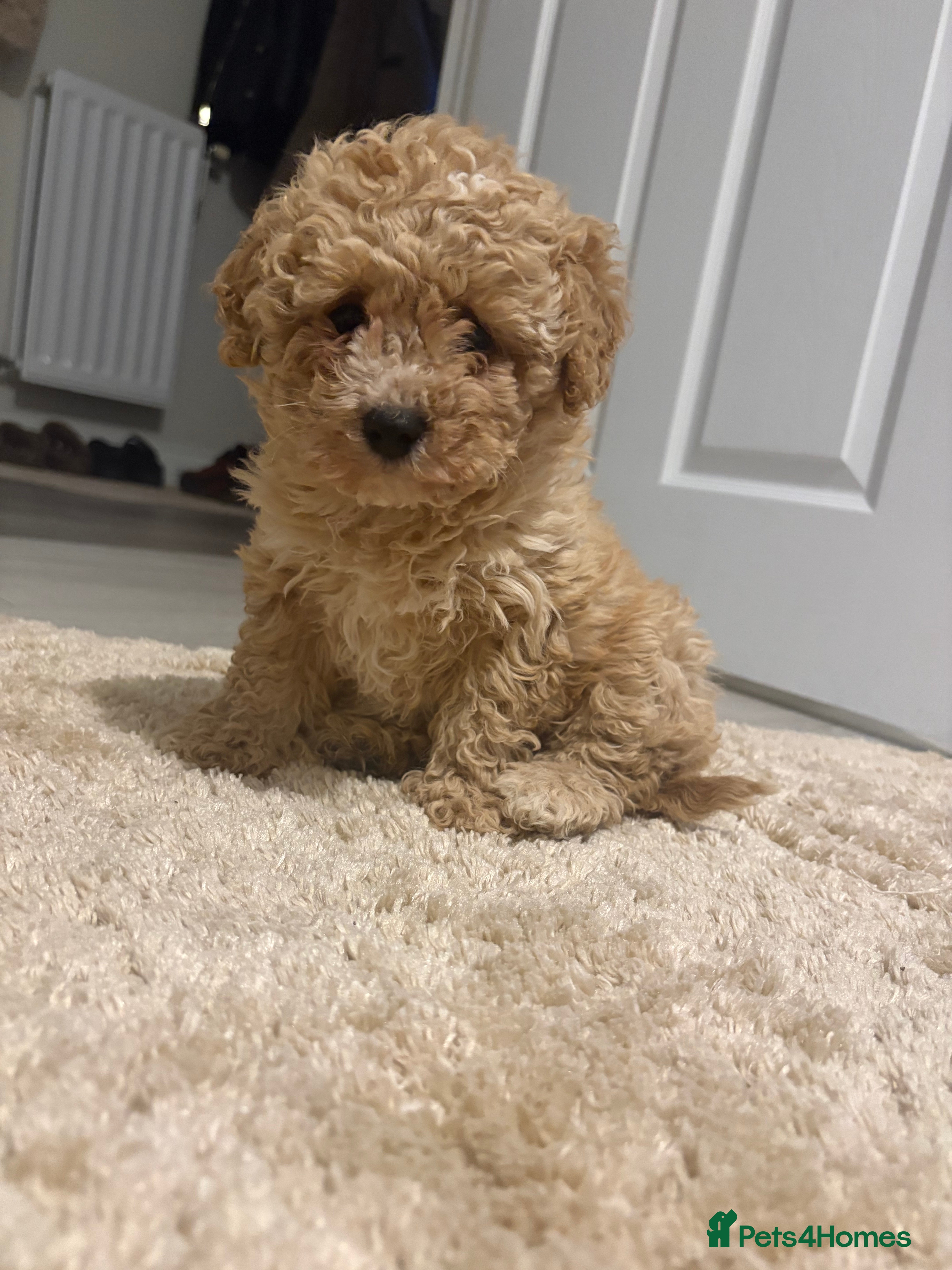 Cavapoo dogs Cavapoo female for sale - Advert 10