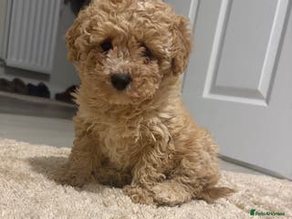 Cavapoo dogs Cavapoo female for sale - Advert 10