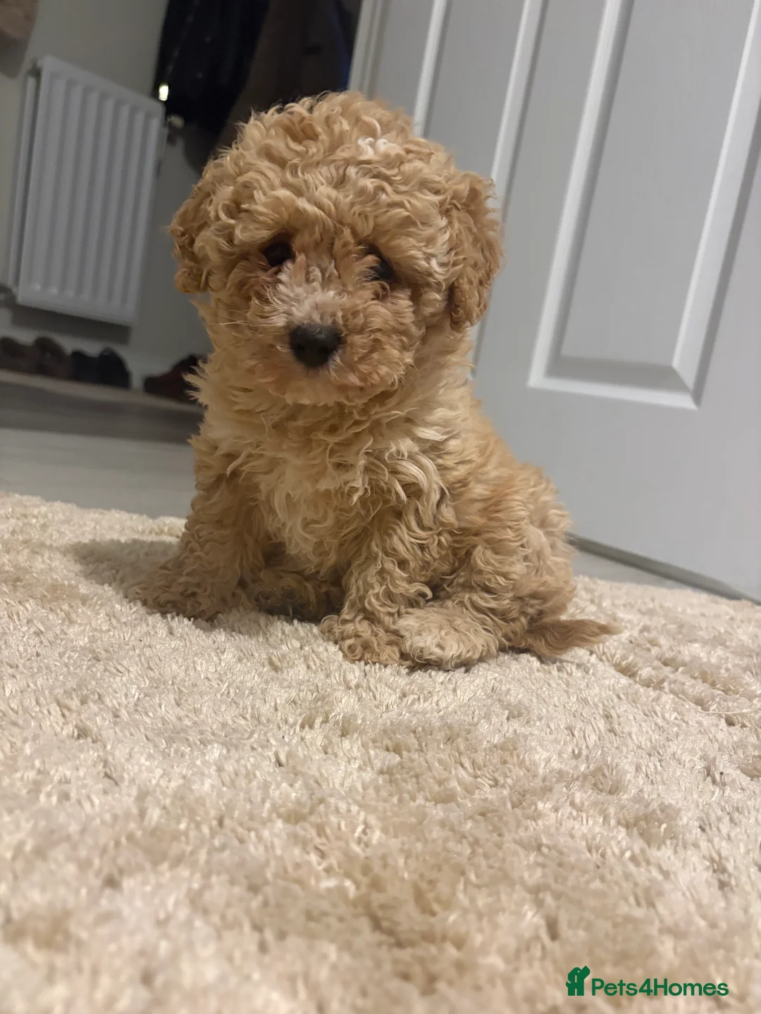Cavapoo dogs for sale: Cavapoo female for sale - Advert 1