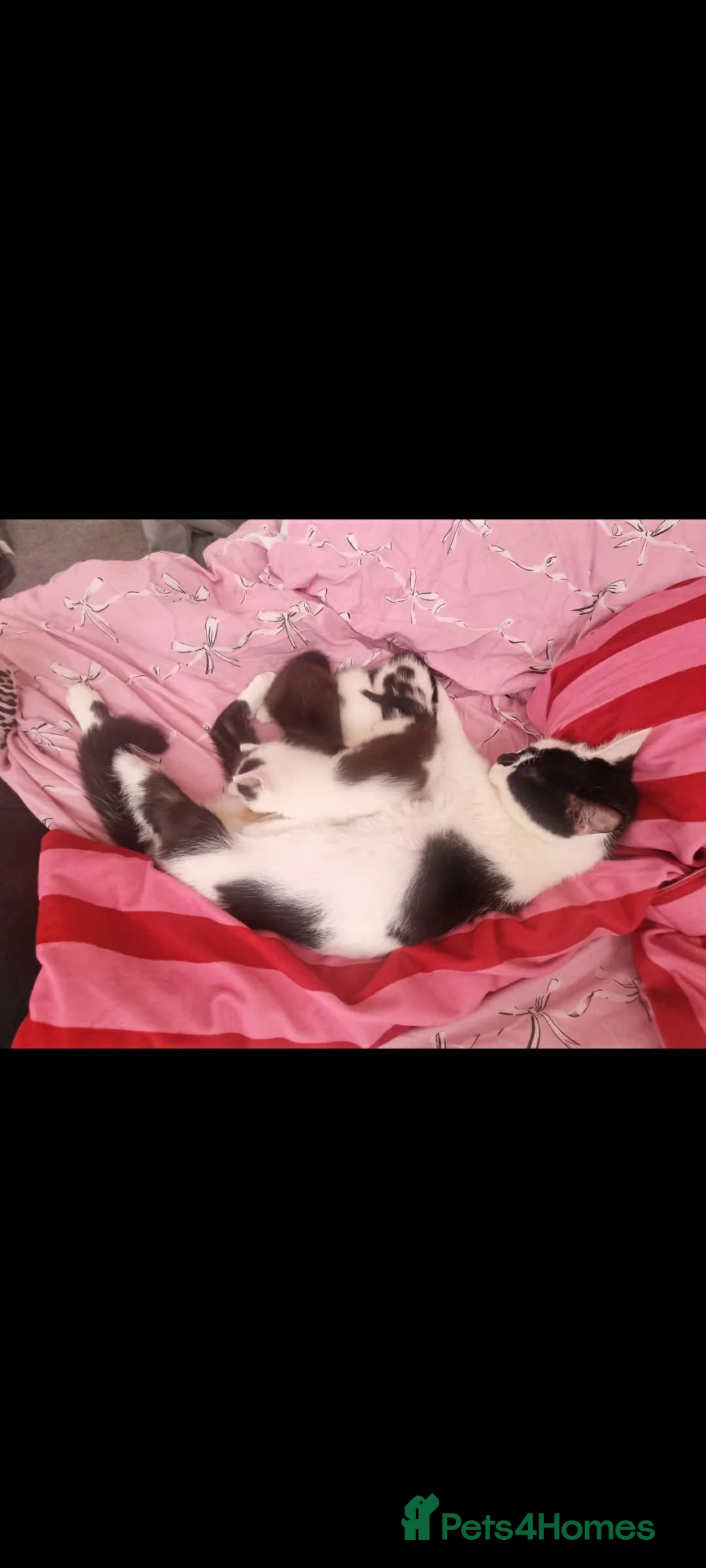 Mixed Breed cats for sale: Beautiful kittens  in Crewe - Advert 7