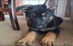 German Shepherd dogs for sale: BEAUTIFUL GERMAN SHEPHERD PUPS READY NOW - Image 36