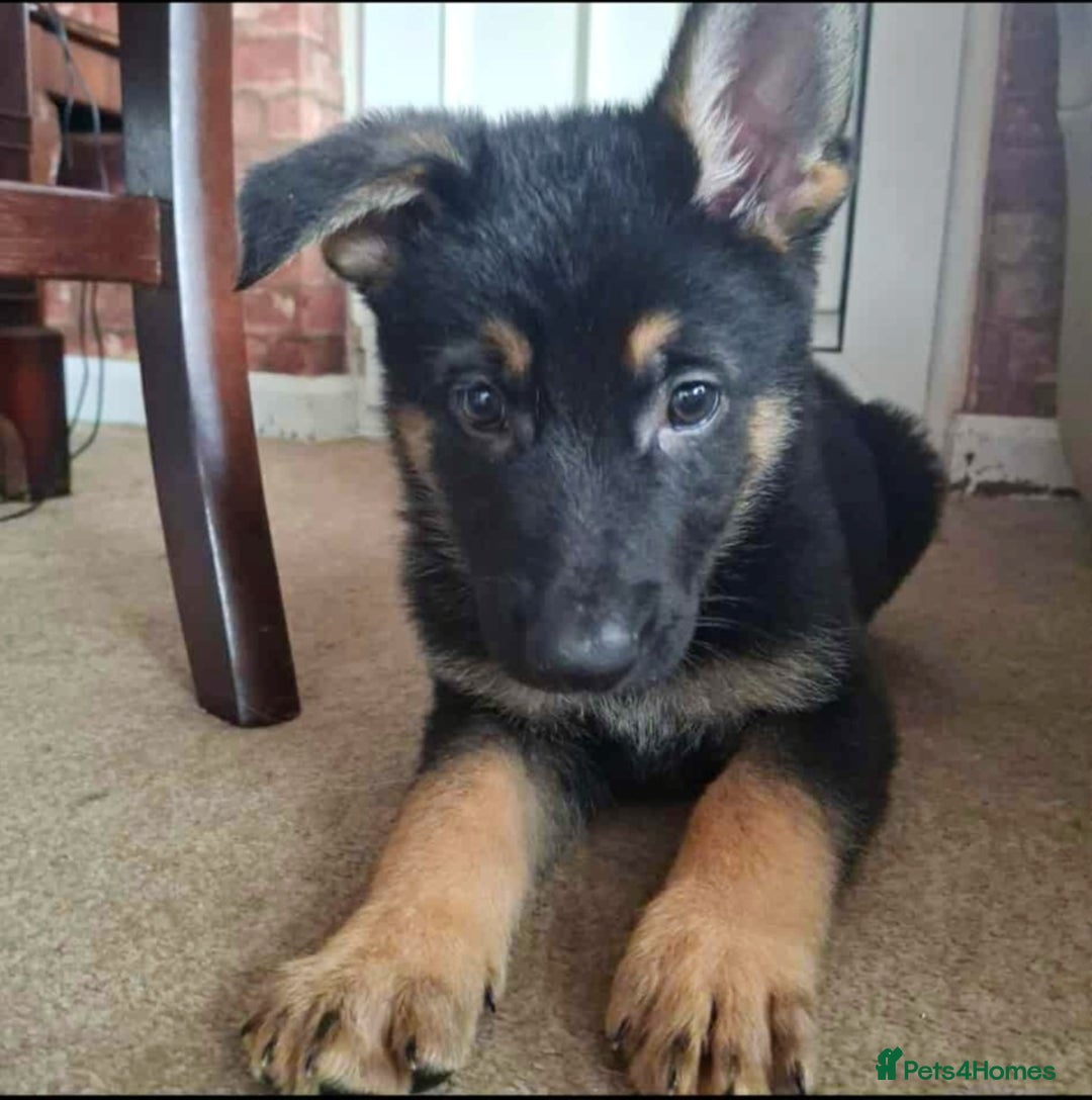 German Shepherd dogs for sale: BEAUTIFUL GERMAN SHEPHERD PUPS READY NOW - Image 36