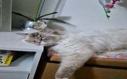 Ragdoll cats for sale: Zeus the Ragdoll - Image 1