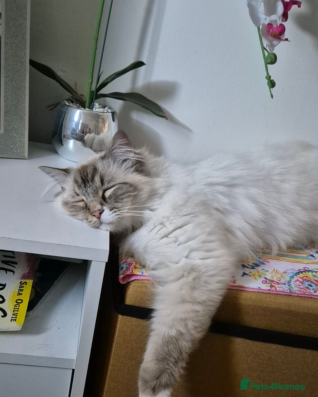 Ragdoll cats for sale: Zeus the Ragdoll - Image 1