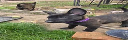 Belgian Shepherd Dog dogs for sale: Workingline belgian shepherds - Advert 7